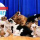Illustration for article titled 13.5 Million Americans Tune In To Watch Animal Planet’s ‘Puppy Parley’ During DNC Debate Halftime Show